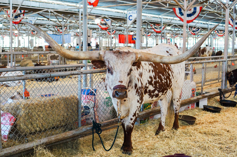 A Texas Longhorn at the State Fair of Texas.