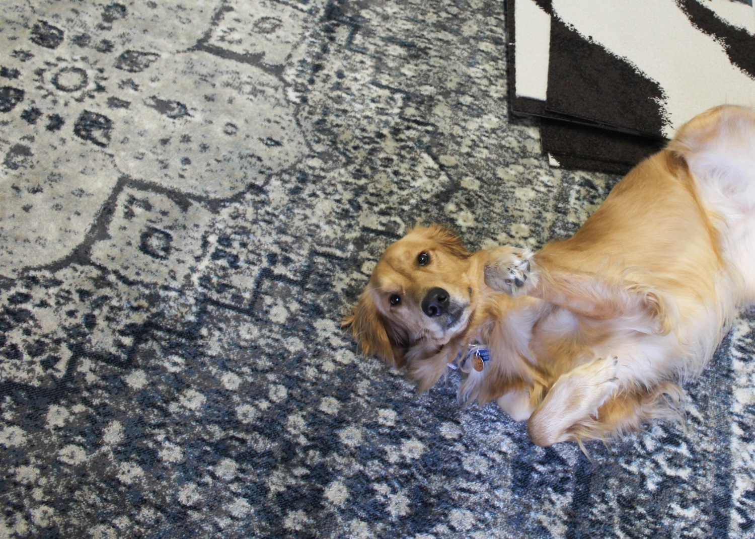 How to DIY a Cowhide Rug with FLOR