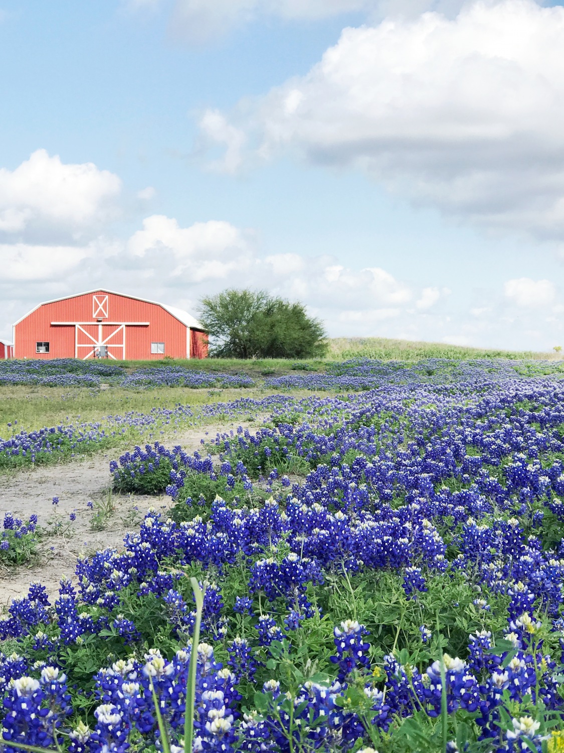 Where to take blue bonnet pictures outside of Houston, Texas. | Where to See the Bluebonnets in Texas featured by top US travel blog, Lone Star Looking Glass