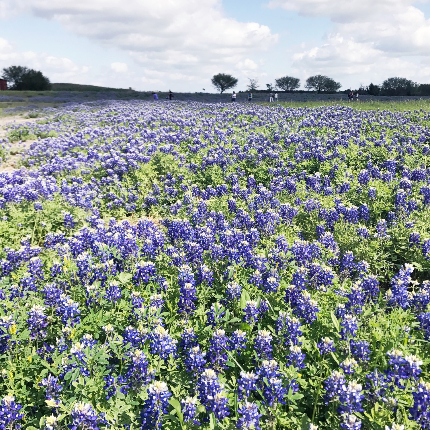 Where to take blue bonnet pictures outside of Houston, Texas.