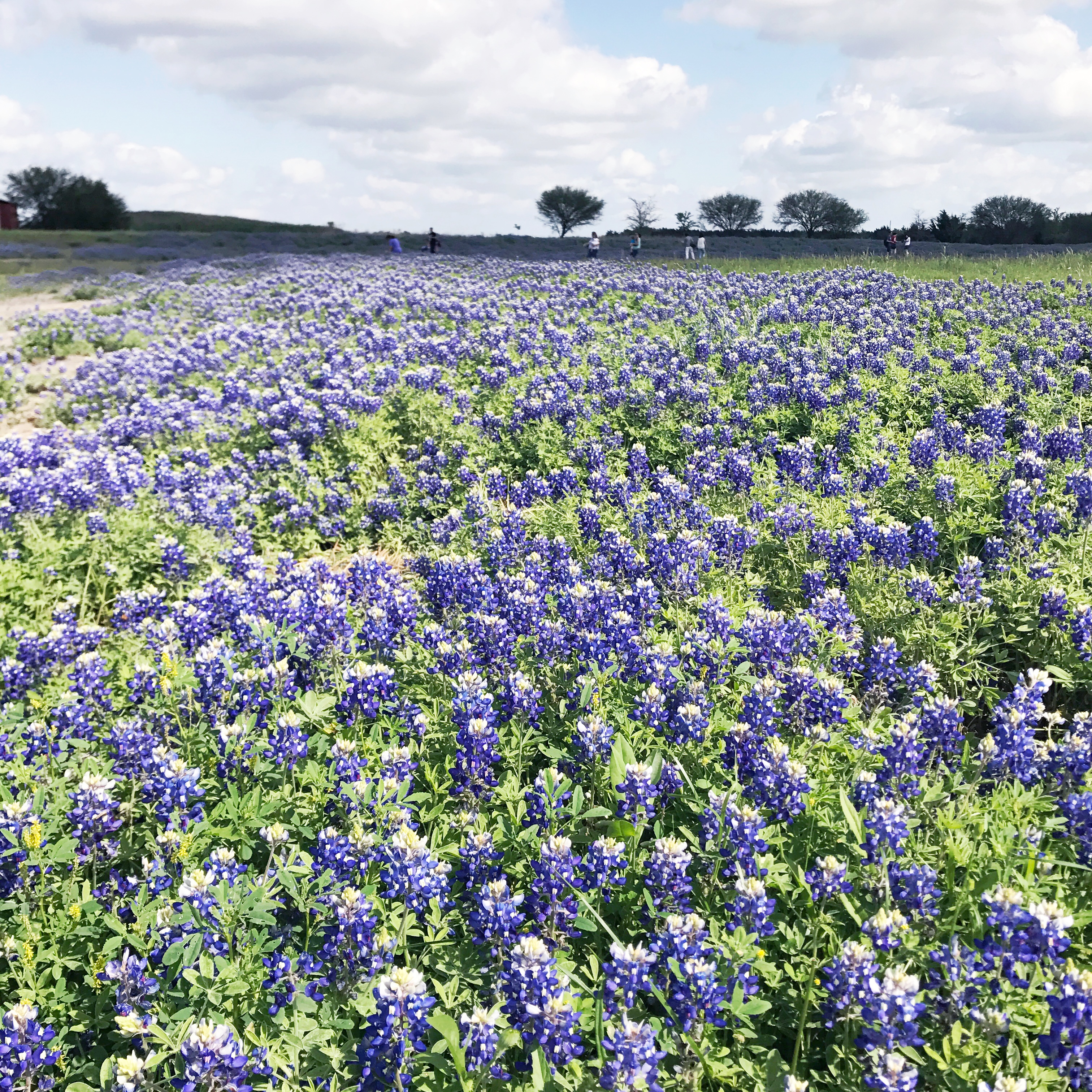 Where to See in Texas Travel Lone Star Looking Glass