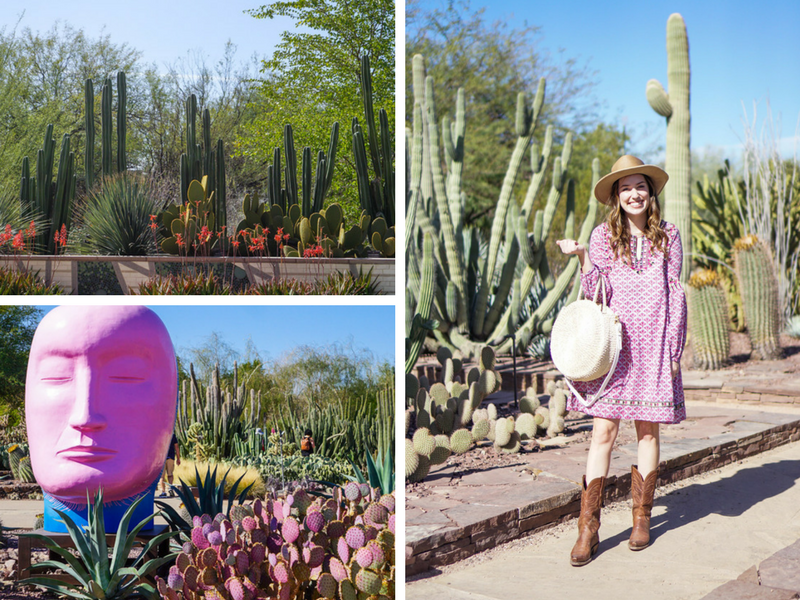 Phoenix Travel Guide featured by top Houston travel blog, Lone Star Looking Glass:  Desert Botanical Gardens