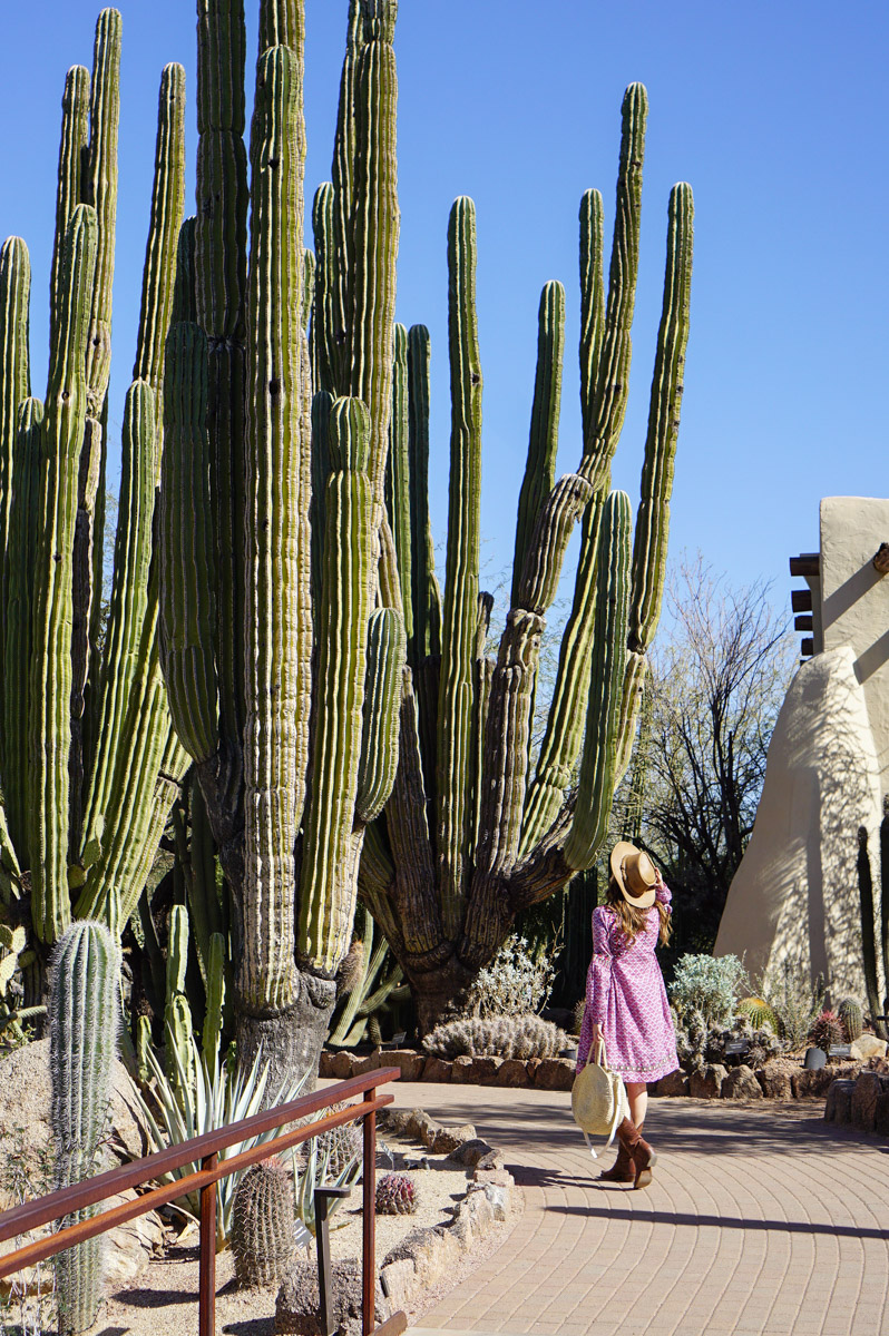 Phoenix Travel Guide featured by top Houston travel blog, Lone Star Looking Glass: Desert Botanical Gardens