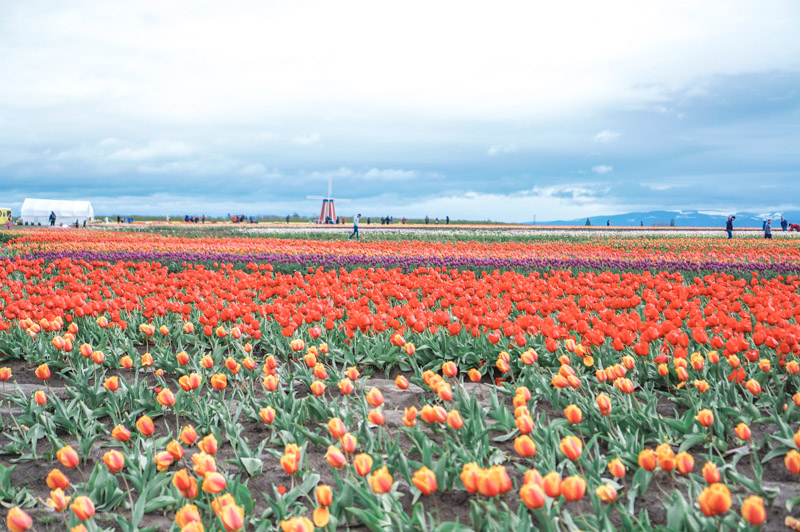 Oregon Tulip Fields at the Wooden Shoe Tulip Festival | Lone Star ...