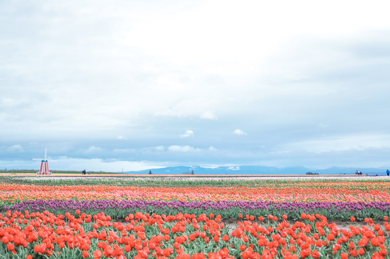 Wooden Shoe Tulip Festival  The Official Guide to Portland