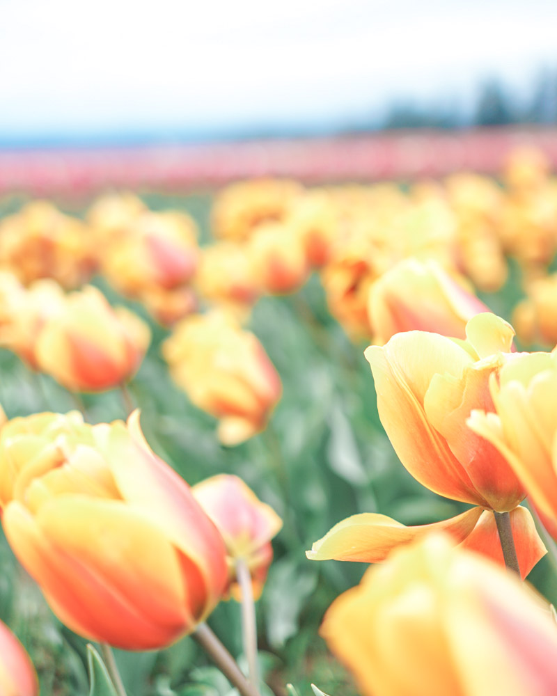 Oregon Tulip Fields at the Wooden Shoe Tulip Festival featured by top US travel blog, Lone Star Looking Glass