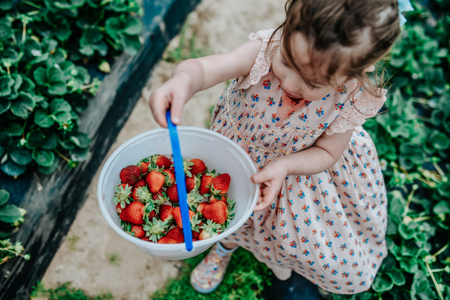  Where to Go Strawberry Picking in Houston: a review of strawberry picking at Froberg’s Farms featured by top US travel blog, Lone Star Looking Glass
