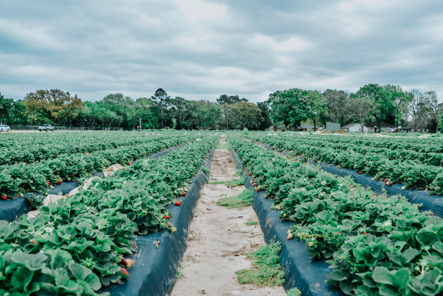  Where to Go Strawberry Picking in Houston: a review of strawberry picking at Froberg’s Farms featured by top US travel blog, Lone Star Looking Glass