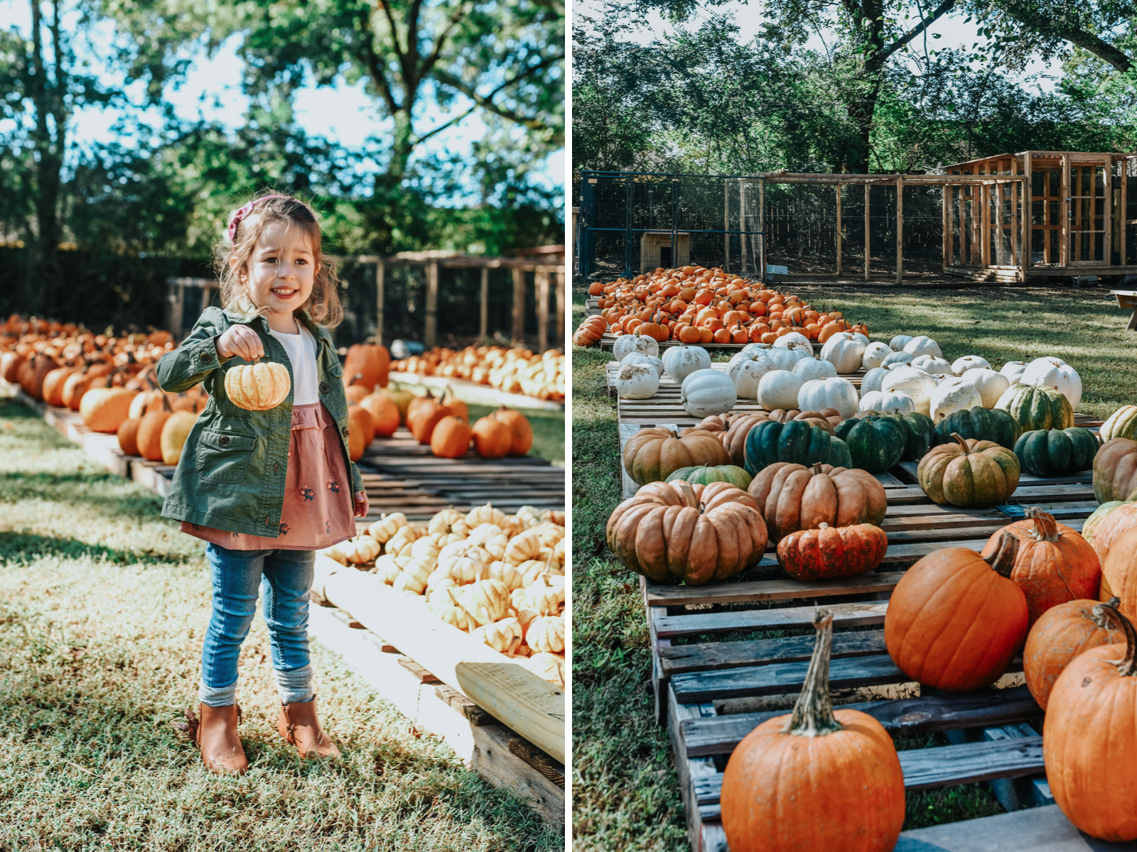 priddy farms pumpkin patch featured by top Memphis life and style blog, Lone Star Looking Glass