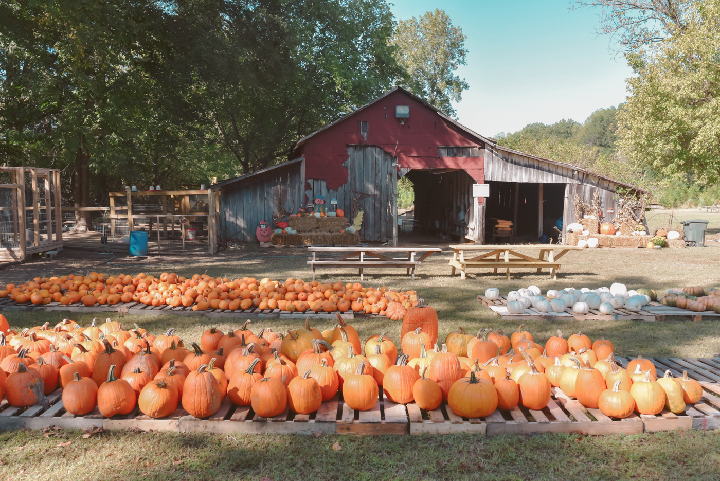 Top 10 Things to Do in Memphis, TN this Fall featured by top Memphis blogger, Lone Star Looking Glass